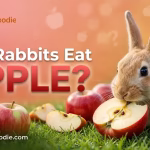 Can Rabbits Eat apple