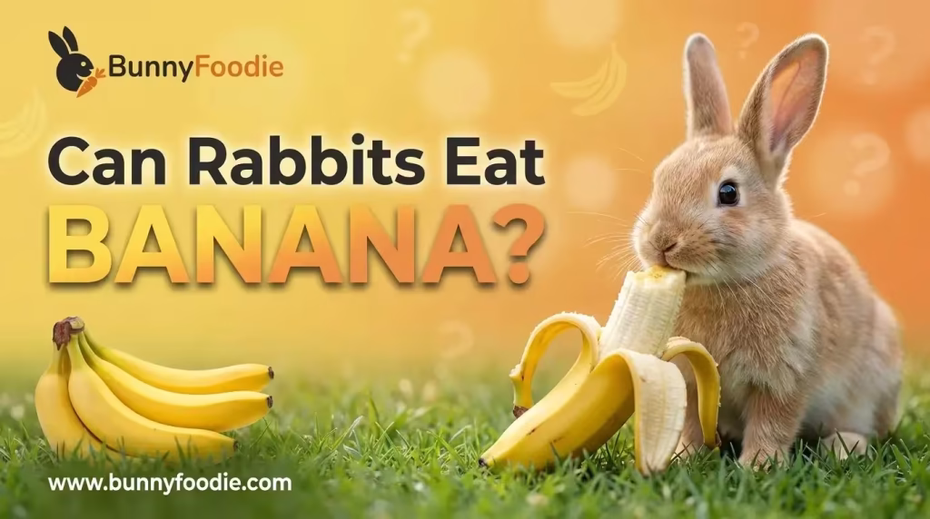 Can Rabbits Eat Banana