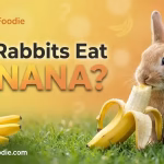 Can Rabbits Eat Banana