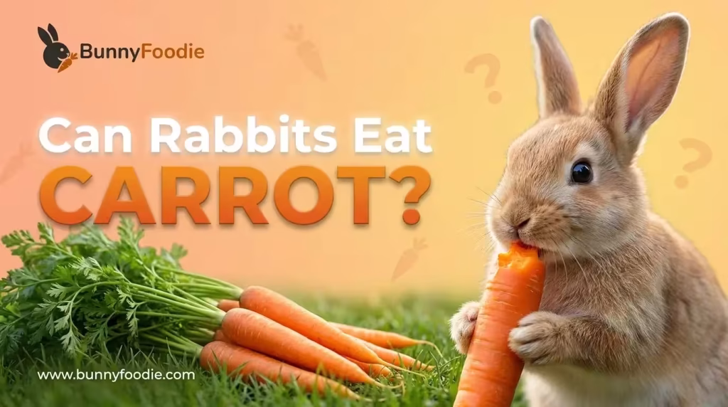 Can Rabbits Eat carrot
