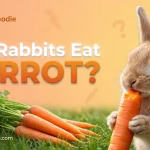 Can Rabbits Eat carrot