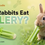 can rabbits eat celery