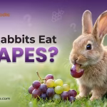 can rabbits eat grapes